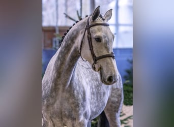 Holsteiner, Merrie, 5 Jaar, 174 cm, Appelschimmel