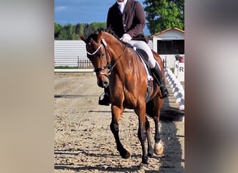 Holsteiner, Merrie, 5 Jaar, 174 cm, Bruin