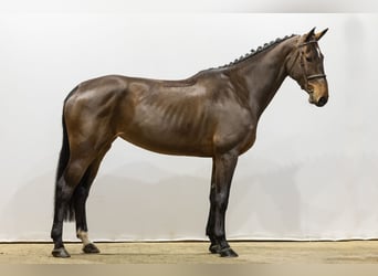 Holsteiner, Merrie, 5 Jaar, 174 cm, Bruin