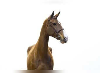 Holsteiner, Merrie, 5 Jaar, 174 cm, Bruin