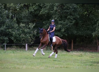 Holsteiner, Merrie, 5 Jaar, 175 cm, Vos