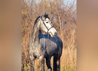 Holsteiner, Merrie, 5 Jaar, 178 cm, Appelschimmel