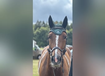 Holsteiner, Merrie, 5 Jaar, 178 cm, Vos