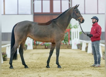 Holsteiner, Merrie, 5 Jaar, Bruin