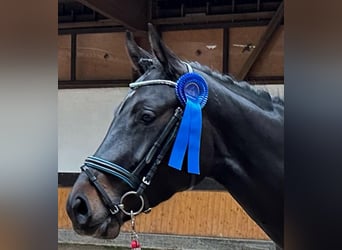 Holsteiner, Merrie, 5 Jaar, Zwartbruin