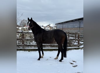 Holsteiner, Merrie, 6 Jaar, 154 cm, Donkerbruin