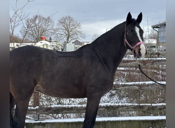 Holsteiner, Merrie, 6 Jaar, 154 cm