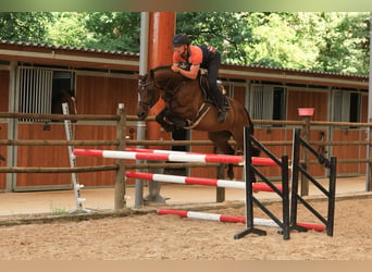 Holsteiner, Merrie, 6 Jaar, 156 cm, Bruin