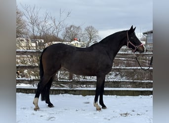 Holsteiner, Merrie, 6 Jaar, 158 cm, Donkerbruin