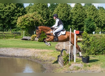 Holsteiner, Merrie, 6 Jaar, 162 cm, Brauner