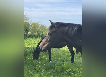 Holsteiner, Merrie, 6 Jaar, 162 cm, Donkerbruin