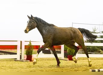 Holsteiner, Merrie, 6 Jaar, 162 cm, Donkerbruin