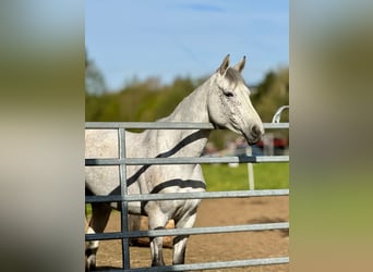 Holsteiner, Merrie, 6 Jaar, 162 cm, Schimmel