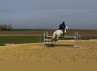 Holsteiner, Merrie, 6 Jaar, 162 cm, Schimmel