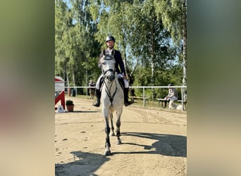 Holsteiner, Merrie, 6 Jaar, 162 cm, Schimmel