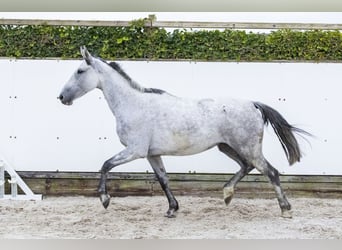 Holsteiner, Merrie, 6 Jaar, 162 cm, Schimmel