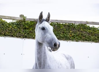 Holsteiner, Merrie, 6 Jaar, 162 cm, Schimmel