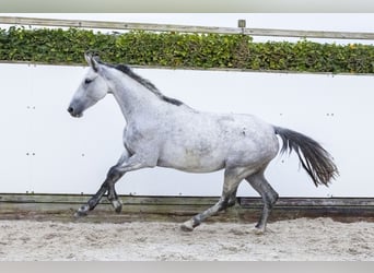 Holsteiner, Merrie, 6 Jaar, 162 cm, Schimmel