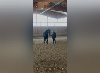 Holsteiner Mix, Merrie, 6 Jaar, 163 cm, Bruin