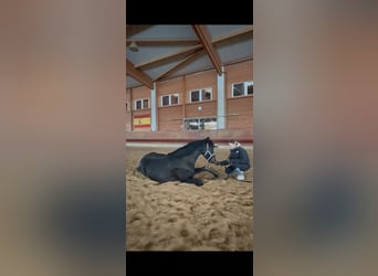 Holsteiner Mix, Merrie, 6 Jaar, 163 cm, Bruin