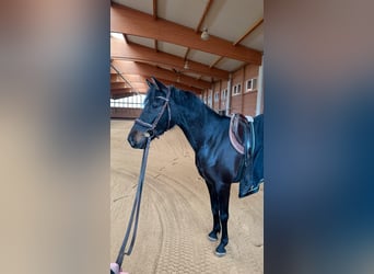 Holsteiner Mix, Merrie, 6 Jaar, 163 cm, Bruin