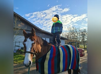 Holsteiner, Merrie, 6 Jaar, 163 cm, Bruin