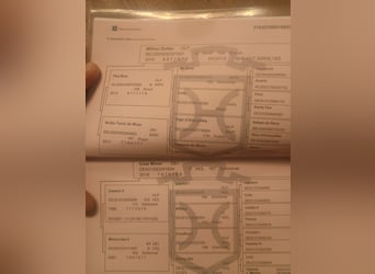 Holsteiner, Merrie, 6 Jaar, 163 cm