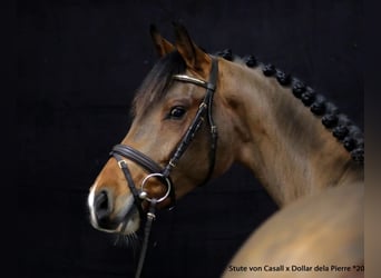 Holsteiner, Merrie, 6 Jaar, 164 cm, Bruin