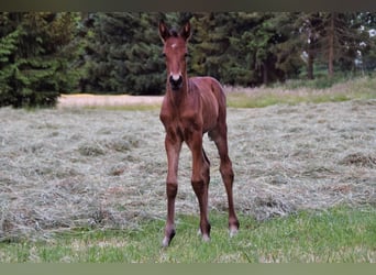 Holsteiner, Merrie, 6 Jaar, 164 cm, Bruin