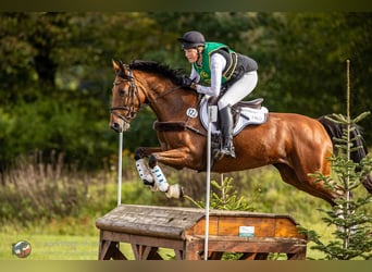 Holsteiner, Merrie, 6 Jaar, 164 cm, Bruin