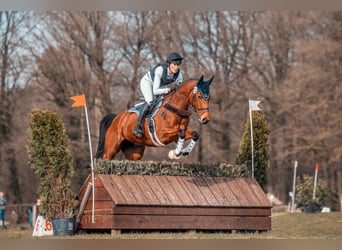 Holsteiner, Merrie, 6 Jaar, 164 cm, Bruin