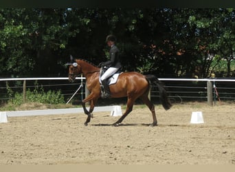 Holsteiner, Merrie, 6 Jaar, 164 cm, Bruin