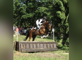 Holsteiner, Merrie, 6 Jaar, 164 cm, Bruin