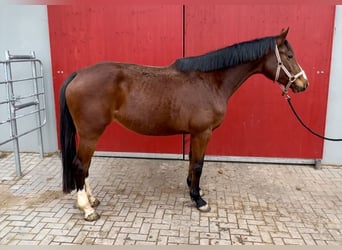 Holsteiner, Merrie, 6 Jaar, 164 cm, Bruin