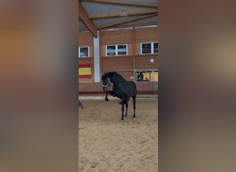 Holsteiner Mix, Merrie, 6 Jaar, 164 cm, Bruin