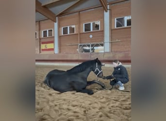 Holsteiner Mix, Merrie, 6 Jaar, 164 cm, Bruin