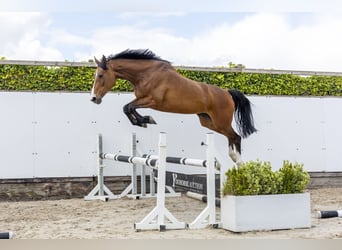Holsteiner, Merrie, 6 Jaar, 164 cm, Bruin