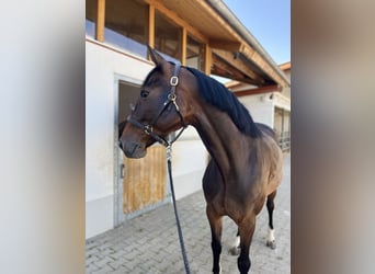 Holsteiner, Merrie, 6 Jaar, 164 cm, Donkerbruin