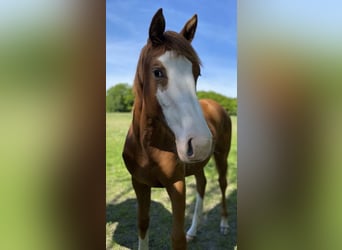 Holsteiner, Merrie, 6 Jaar, 164 cm, Vos