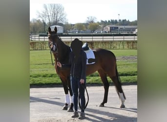 Holsteiner, Merrie, 6 Jaar, 165 cm, Bruin