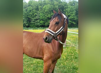 Holsteiner, Merrie, 6 Jaar, 165 cm, Bruin