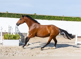 Holsteiner, Merrie, 6 Jaar, 165 cm, Bruin