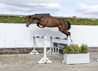 Holsteiner, Merrie, 6 Jaar, 165 cm, Donkerbruin