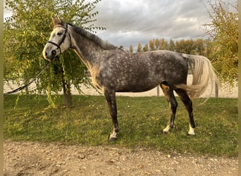 Holsteiner, Merrie, 6 Jaar, 165 cm, Falbe