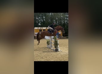 Holsteiner, Merrie, 6 Jaar, 165 cm, Vos