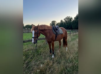 Holsteiner, Merrie, 6 Jaar, 166 cm, Vos
