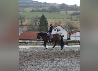 Holsteiner, Merrie, 6 Jaar, 167 cm, Bruin