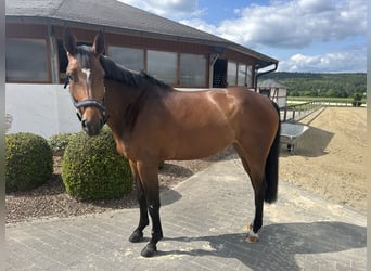 Holsteiner, Merrie, 6 Jaar, 167 cm, Bruin