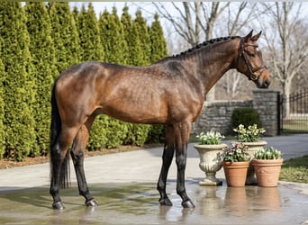 Holsteiner, Merrie, 6 Jaar, 167 cm, Bruin