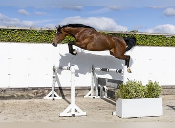 Holsteiner, Merrie, 6 Jaar, 167 cm, Bruin
